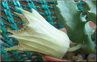 Huernia quinta hybride
